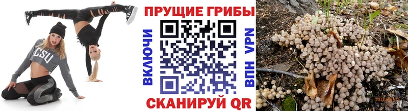 где можно купить   блэк спрут ССЫЛКА  Псилоцибиновые грибы Psilocybine cubensis  Данков 